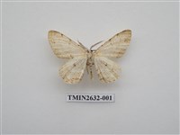 藏品(尺蛾155)的圖片